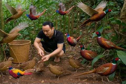 Wild Life, the Man traps birds for raise | Skillful manual trapping skills