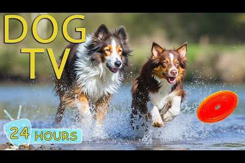 DOG TV: Video All-Day Fun &amp; Happy to Keep Dogs Entertain When Home Alone - Relax Music for Dogs