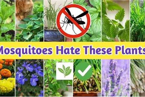 Keep Mosquitoes Away Naturally | 10 powerful mosquito-repelling plants that are safely..