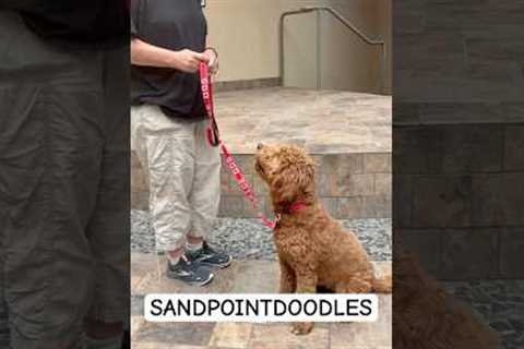 “What It’s REALLY Like Having a Service Dog”.         •   service dog   •   service dog training