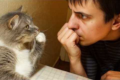 When Your Best Friend is the Silliest Cat 😂 Funny Cat and Human