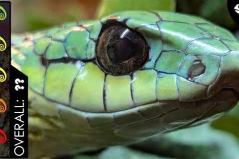 Boomslang, The Best Pet Snake?