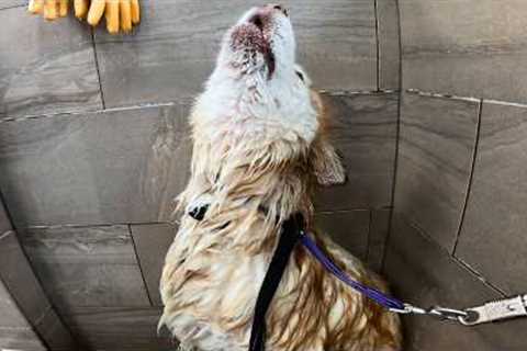 The Most DRAMATIC Groom I've Ever Done - She Wouldn't Stop Screaming 💩😭 | Alaskan Malamute