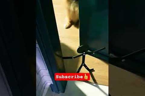 The Best Reaction: Dog Scared of Boo #dog #pets #animals #animalshorts #cutepets #cutedogs #scary