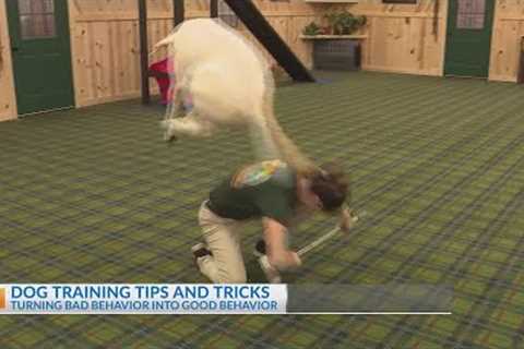 Dog training tips and tricks