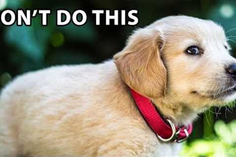 10 Mistakes First-Time Golden Retriever Puppy Owners Make
