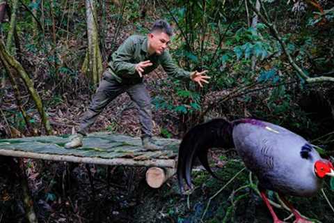 wild chicken trapping skills, shelter building, survival instinct, survival skills