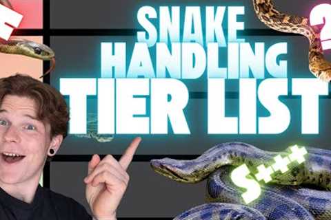 The BEST PET SNAKE for HANDLING!