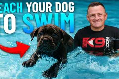 How To Teach Your Puppy to Swim in 5 Easy Steps!