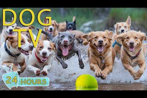 DOG TV: Video All Day Relax &amp; Funny for Dogs When Home Alone - Best Anti-Stress Music for Dogs