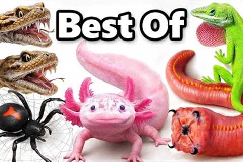My Best Pets of 2025 (so far)