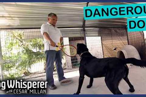 Family Dog Must Be Caged for Aggression | Dog Whisperer With Cesar Millan