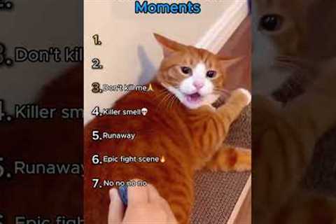Best Cat Prank Moments!