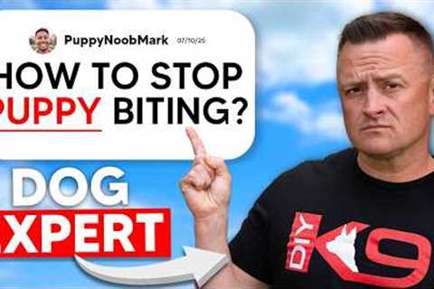 Expert Dog Trainer Answers Your Dog Training Questions!