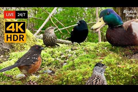 🔴 24/7 LIVE: Cat TV for Cats to Watch 😺 Funny Little Birds and Ducks 📺 No Squirrels 4K Cat Games