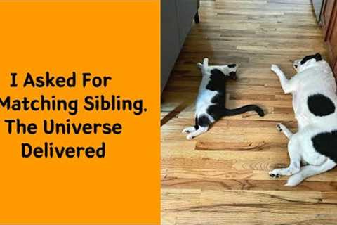 50 Times Animals Proved True Friendship Knows No Species