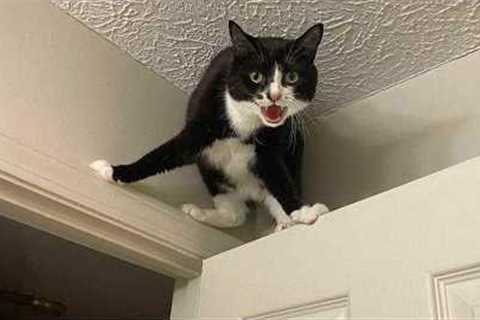 Cat Agent on a Mission 😂 Funniest Cats Videos 2025