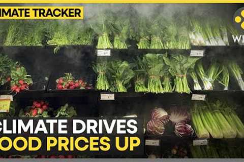 Study Says Heat And Drought Spikes Food Cost | WION Climate Tracker