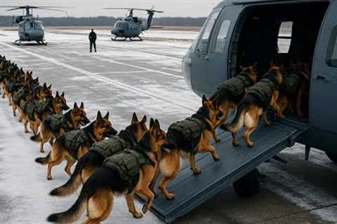 Top BEST Dog Training Techniques | Military Grade Dog Training