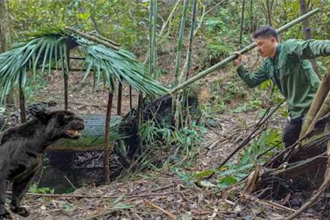 Black panther appears ferocious, building safe shelters, survival in rainy season, survival skills