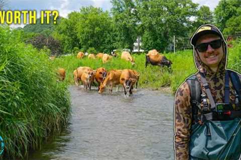 My First Time Fly Fishing the Driftless!! How Good is it Really? (Trout Fishing)