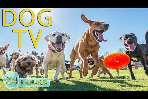 DOG TV: Best Videos for Dogs to Watch Prevent Boredom When Home Alone - Happy Music for Dogs