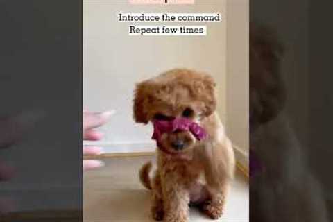 Dog trick Tutorials - how to teach your dog ‘Shy’ #puppy #dogtraining #dogtricks #cavapoo #tricks