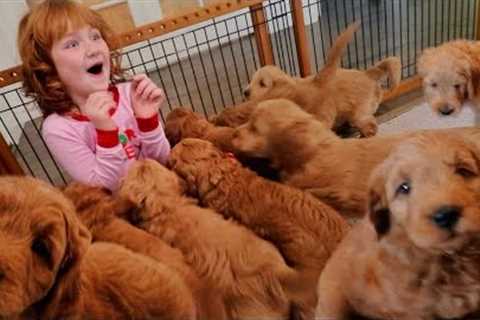 9 PUPPY SURPRiSE for Adley &amp; Niko!! Hiding pet puppies inside our house! Spacestation Arcade..
