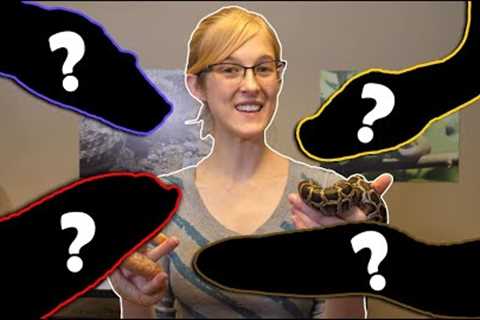 The Top 5 BEST Intermediate Snakes!