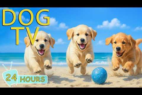 DOG TV: Best Videos to Entertain Dogs When Home Alone - Relax All-Day Anti-Stress Music for Dogs