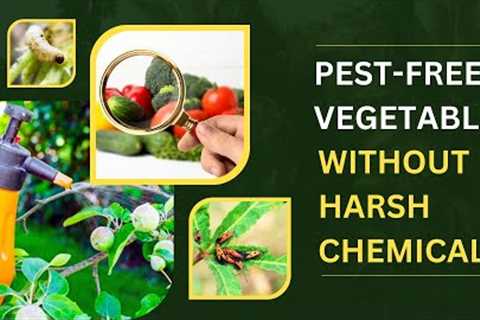 How To Make Natural Pesticides For Vegetables? Chemical Free Veggies