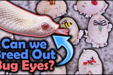 Hognose Eggs- Experimenting with Bug Eyes