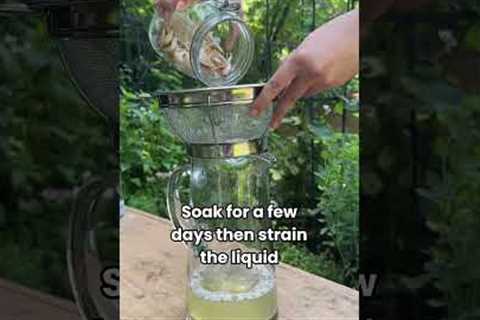 Keep the pests OUT with this super easy all-natural garlic spray 🧄#garden #pest #garlic #recipe