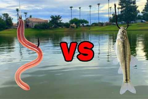 WORMS VS MINNOWS - What Bait Catches More Fish?