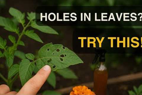 Gardeners’ Secret Weapons: 5 Natural Ways to Fight Pests (No Chemicals!)