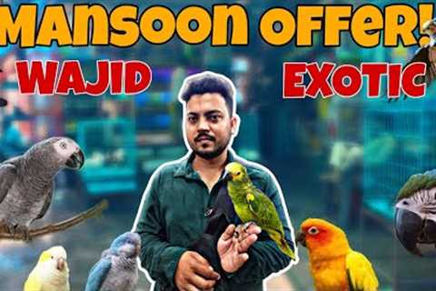 Mansoon Offer at Wajid Exotic only High Exotic Breeds!
