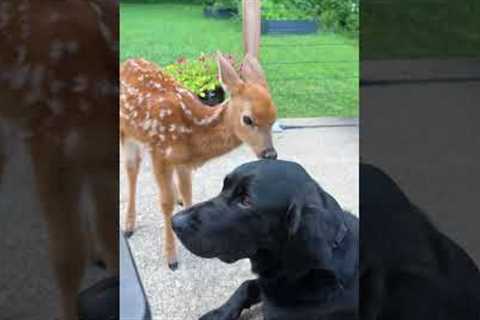 Friendship knows no species.❤️🥹#animals #love #friendship #unlikelyfriends #foryou #fyp
