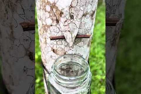 survival skills how to get water in the forest #camping #bushcraft #forest