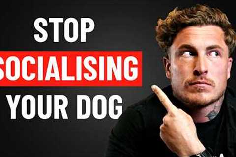 I Wish Every Dog Owner Knew THIS (Extreme Reactivity Breakdown)