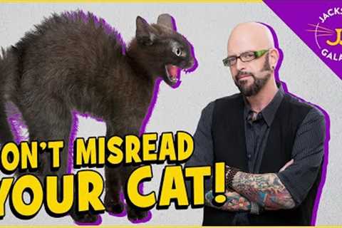 Cat Body Language 101