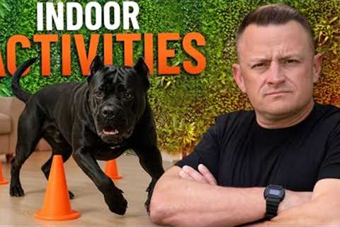 TOP 5 Indoor Activities Your Dog Will Love and Burns Energy FAST!