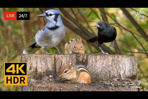 🔴 24/7 LIVE: Cat TV for Cats to Watch 😺 Cute Birds, Chipmunks and Squirrels 4K 🐦 Cat Games HDR
