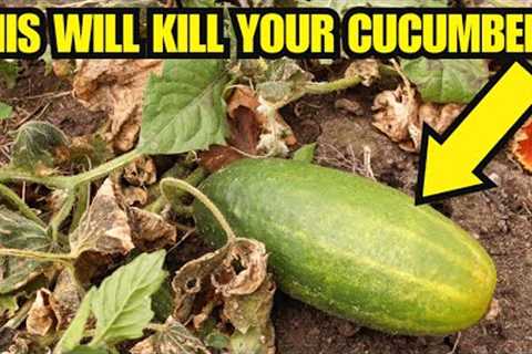 Healthy Cucumber Plants WILL DIE QUICKLY From This one Simple Mistake