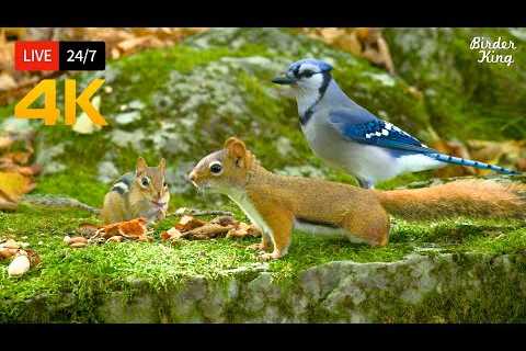 🔴 24/7 LIVE: Cat TV for Cats to Watch 😺 Birds, Chipmunks, Squirrels in the Forest 4K Cat Games