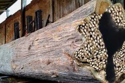 Surprising Discovery of Hidden in a Large Teak Log Revealed During the Sawing Process