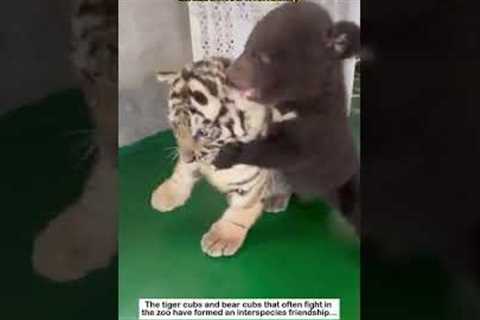 Interspecies Friendships That Will Melt Your Heart ❤️ | Unlikely Animal Besties