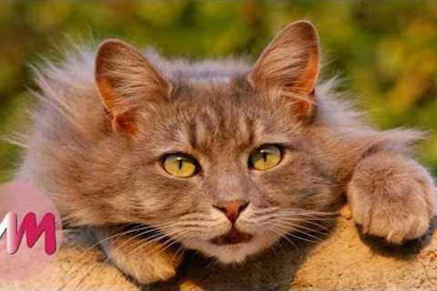 Top 10 Funny Tricks to Teach Your Cat