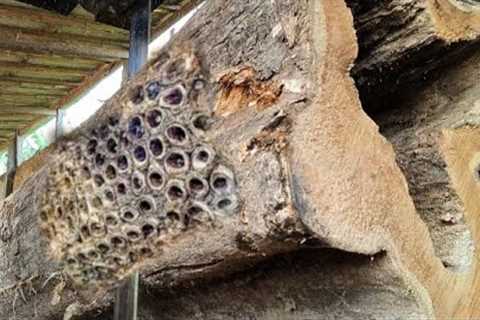 Woodworking Surprise!! Giant Snake Found Inside Rotten Teak Wood at Sawmill