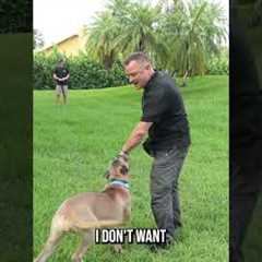 You NEED to Do This While Teaching Your Dog Recall