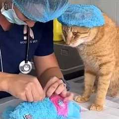Cat Become The Best Employee Of The Year 😂 Funny Cats Videos 2025